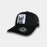 Frenchie Blk